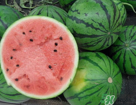 西瓜籽怎么種植？西瓜籽能種出西瓜嗎？