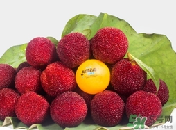 喝楊梅酒會拉肚子嗎？楊梅酒可以治療拉肚子嗎？