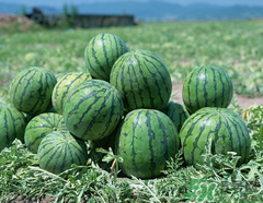 小西瓜叫什么名字？小西瓜是轉(zhuǎn)基因嗎？