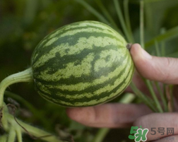 小西瓜能吃嗎？小西瓜孕婦可以吃嗎？