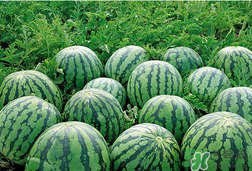 小西瓜能吃嗎？小西瓜孕婦可以吃嗎？