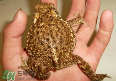 蟾蜍怎么分辨公母？蟾蜍如何養(yǎng)殖