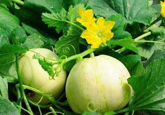 梨瓜上火嗎？梨瓜吃了上火嗎？