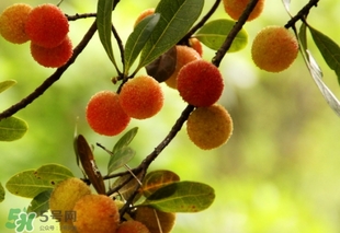 楊梅酒放糖好還是不放糖好？楊梅酒放什么糖好？