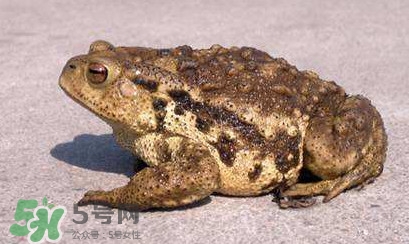 蟾蜍皮多少錢一斤？活的金蟾蜍多少錢一只