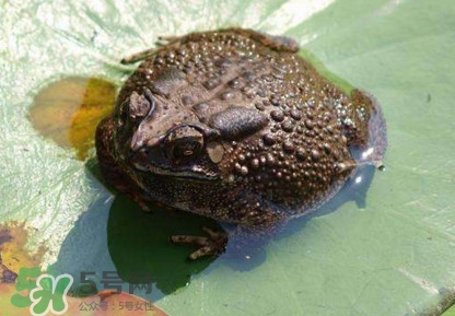 買賣活蟾蜍違法嗎？為什么抓蟾蜍犯法