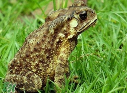 蟾蜍有什么作用？蟾蜍皮怎么服用