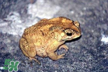 蟾蜍怎么分辨公母？蟾蜍如何養(yǎng)殖