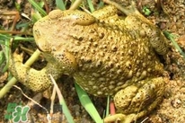 蟾蜍能治療癌癥嗎？蟾蜍能治什么病