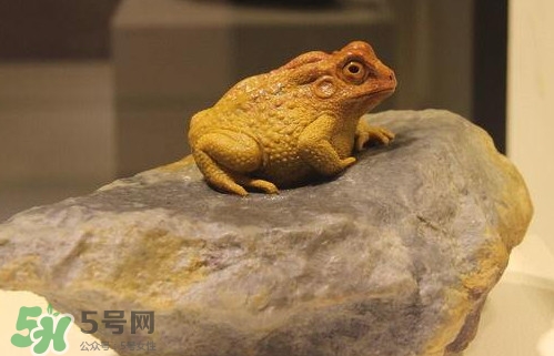 蟾蜍能活多久？蟾蜍可以活多少年