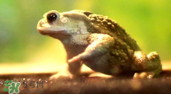 蟾蜍是害蟲(chóng)還是益蟲(chóng)？蟾蜍是幾級(jí)保護(hù)動(dòng)物