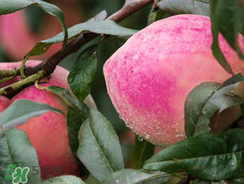 雪桃什么時(shí)候成熟？麗江雪桃什么時(shí)候成熟？