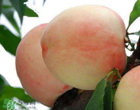 雪桃什么時(shí)候成熟？麗江雪桃什么時(shí)候成熟？