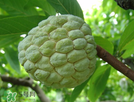 番荔枝什么時(shí)候成熟？番荔枝什么時(shí)候開花？