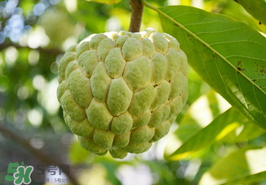 番荔枝什么時(shí)候成熟？番荔枝什么時(shí)候開花？