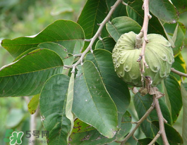 番荔枝什么時(shí)候成熟？番荔枝什么時(shí)候開花？