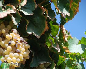 馬奶葡萄什么時候上市？馬奶葡萄2017上市時間