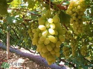 馬奶葡萄多少錢一斤？馬奶葡萄2017價(jià)格