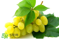 馬奶葡萄多少錢一斤？馬奶葡萄2017價(jià)格