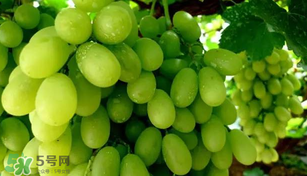 馬奶葡萄多少錢一斤？馬奶葡萄2017價(jià)格