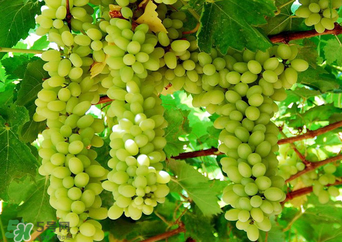 馬奶葡萄多少錢一斤？馬奶葡萄2017價(jià)格