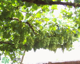 孕婦可以吃馬奶葡萄嗎？馬奶葡萄孕婦能吃嗎？