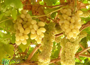 孕婦可以吃馬奶葡萄嗎？馬奶葡萄孕婦能吃嗎？