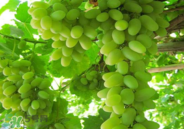 孕婦可以吃馬奶葡萄嗎？馬奶葡萄孕婦能吃嗎？