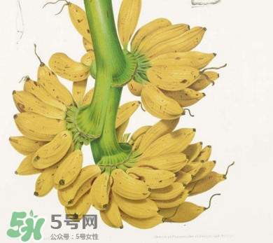 芭蕉里面的黑籽是什么？芭蕉是草本類還是木本類