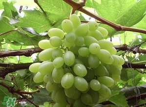 馬奶葡萄和青提區(qū)別 馬奶葡萄和青提有什么區(qū)別？