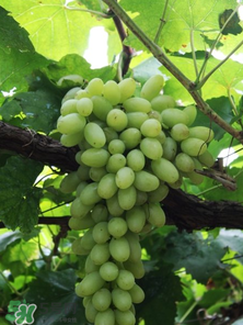 馬奶葡萄和青提區(qū)別 馬奶葡萄和青提有什么區(qū)別？