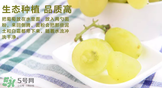 馬奶葡萄怎么保存？馬奶葡萄保存方法