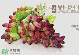 馬奶葡萄怎么保存？馬奶葡萄保存方法