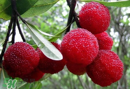 楊梅樹有公母之分嗎？楊梅樹怎么分公母？