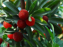 楊梅樹有公母之分嗎？楊梅樹怎么分公母？