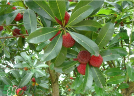 楊梅樹有公母之分嗎？楊梅樹怎么分公母？