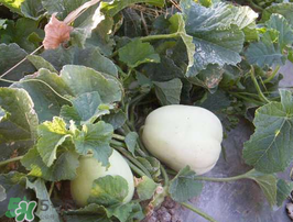 梨瓜是熱性還是涼性？梨瓜是酸性還是堿性？