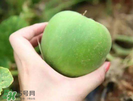 梨瓜是熱性還是涼性？梨瓜是酸性還是堿性？