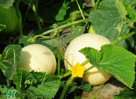 梨瓜上火嗎？梨瓜吃了上火嗎？