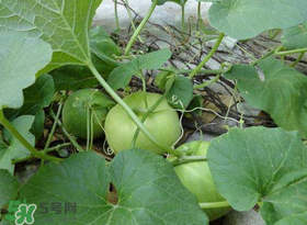 梨瓜上火嗎？梨瓜吃了上火嗎？