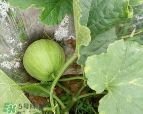 梨瓜上火嗎？梨瓜吃了上火嗎？