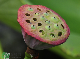 蓮蓬多少錢一斤？蓮蓬多少錢一個(gè)？