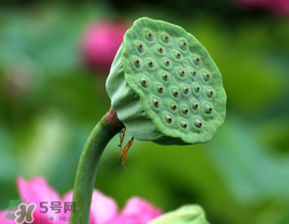 蓮蓬多少錢一斤？蓮蓬多少錢一個(gè)？