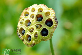 蓮蓬什么時候成熟？蓮蓬什么時候上市？