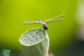 蓮蓬什么時候成熟？蓮蓬什么時候上市？