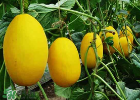 黃金瓜多少錢一斤？黃金瓜怎么挑選？