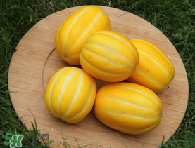 黃金瓜多少錢一斤？黃金瓜怎么挑選？
