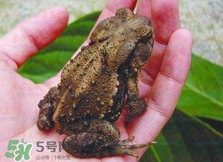 癩蛤蟆有毒嗎？捉了癩蛤蟆手會有毒嗎？