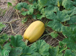 黃金瓜熱量高嗎？黃金瓜會(huì)胖嗎？