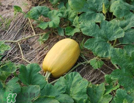 黃金瓜上火嗎？吃黃金瓜上火嗎？